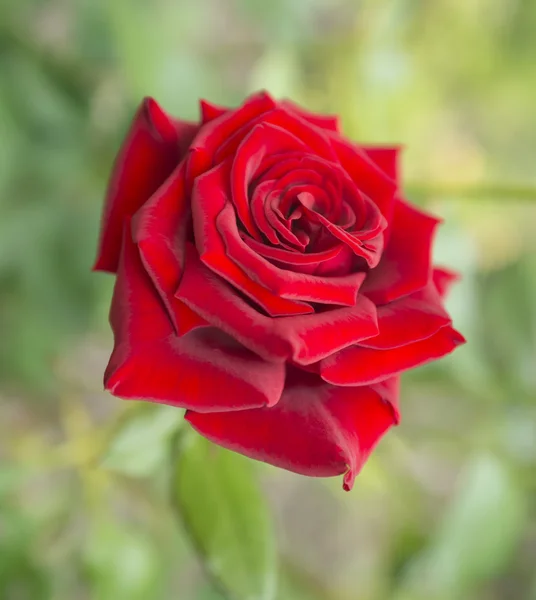 Beautiful fresh rose — Stock Photo, Image