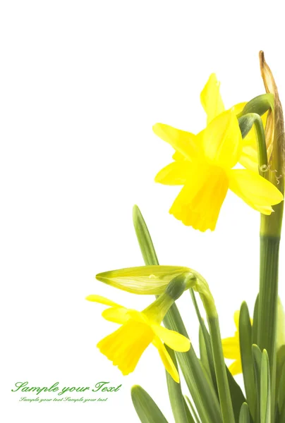 Vackra färska narcisser blommor — Stockfoto