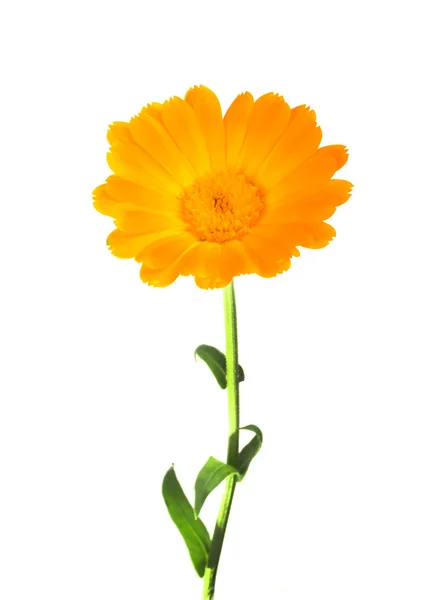 Calendula fiori su bianco — Foto Stock