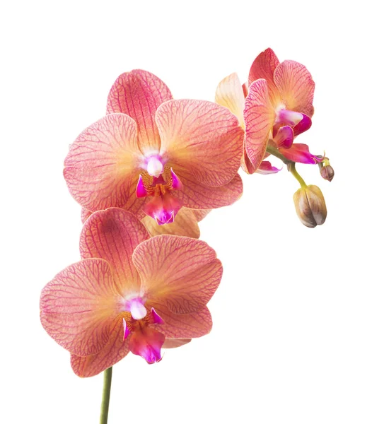 Roze gestreepte orchideebloem — Stockfoto