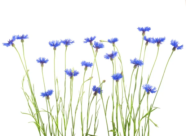 Bouquet de fleurs bleues sauvages — Photo