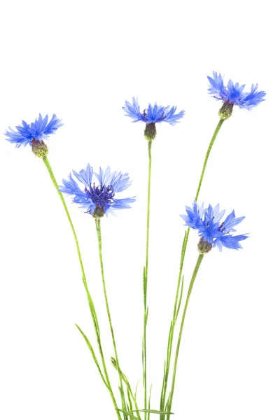 Bouquet de fleurs bleues sauvages — Photo
