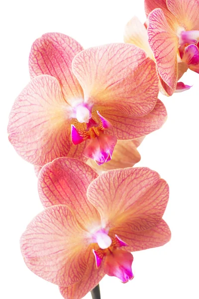 Rosa gestreifte Orchideenblume — Stockfoto