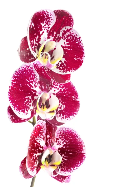 Fleur d'orchidée striée rose — Photo