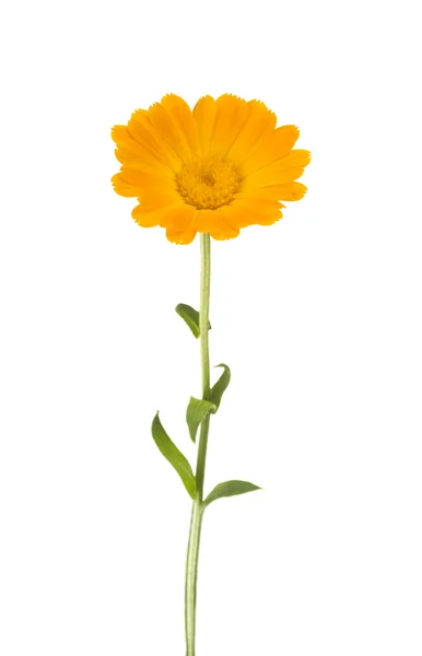 Bel fiore di calendula — Foto Stock