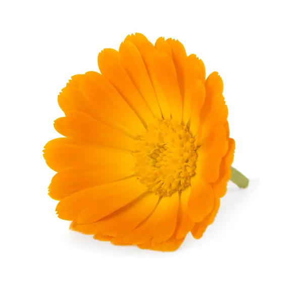美しいマリーゴールド花 — ストック写真