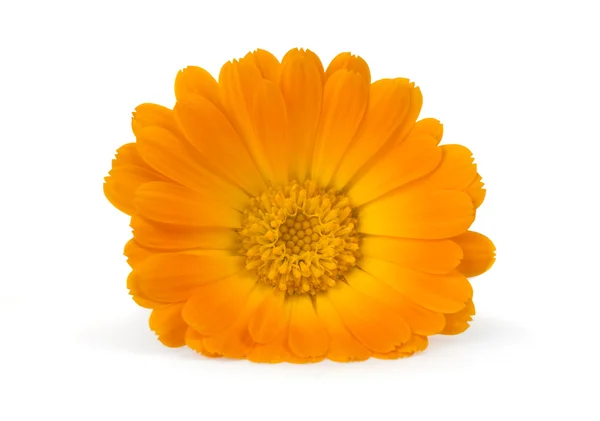 Bel fiore di calendula — Foto Stock