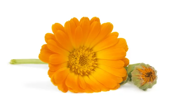 Bel fiore di calendula — Foto Stock