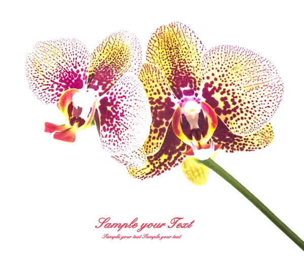 Orchid flower with place for text — Stock Photo, Image