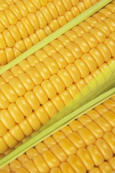 Świeże surowe kolby kukurydzy — Zdjęcie stockowe