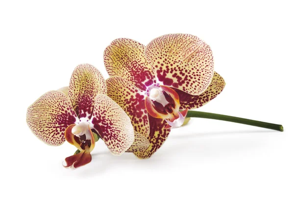 Fleur d'orchidée lumineuse — Photo