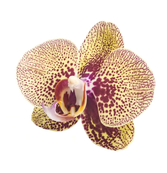 Fleur d'orchidée lumineuse — Photo