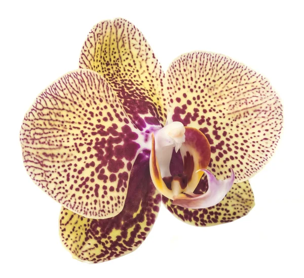 Fleur d'orchidée lumineuse — Photo