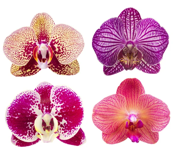 Insieme luminoso del fiore del orchid — Foto Stock