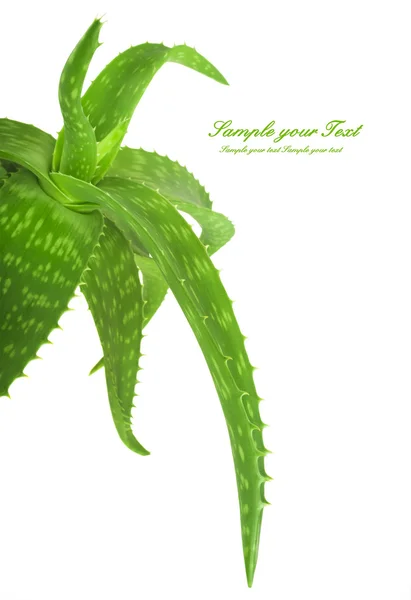 Aloe vera con posto per testo — Foto Stock