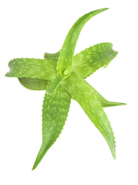 Aloe vera fresco — Foto de Stock