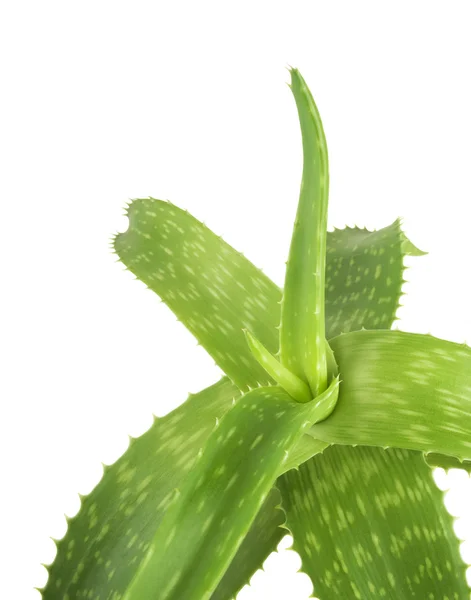 Frische Aloe Vera — Stockfoto