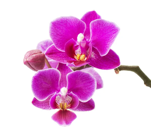 Reichliche Blüte Der Magenta Phalaenopsis Orchidee — Stockfoto