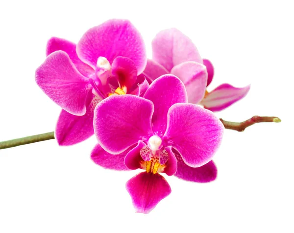 Обильное Цветение Пурпурной Фаленопсии Орхидеи — стоковое фото