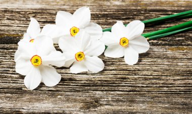 Bir buket taze bahar çiçeği ahşap arka planda nergisler.