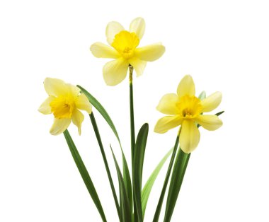 Bahar çiçekleri, güzel taze nergisler, beyaz arka planda izole edilmiş. Seçici odak