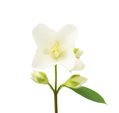 Yasemin beyaz çiçek beyaz arka planda izole