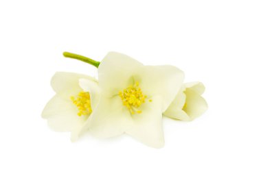 Yasemin beyaz çiçek beyaz arka planda izole