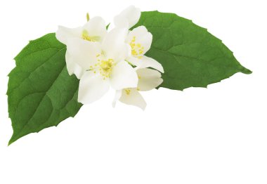 Yasemin beyaz çiçek beyaz arka planda izole