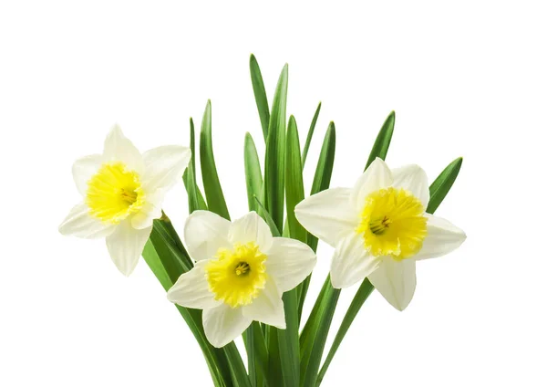 Bellissimi Narcisi Freschi Fiori Isolati Sfondo Bianco — Foto Stock