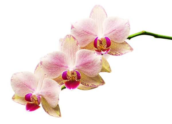 Orchidee Isoliert Auf Weißem Hintergrund — Stockfoto