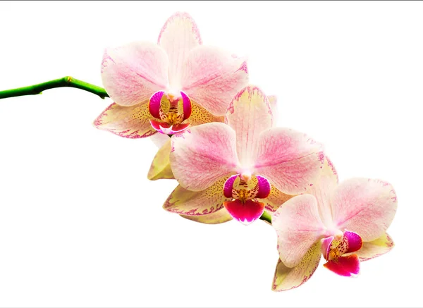 Orchidee Geïsoleerd Witte Achtergrond — Stockfoto