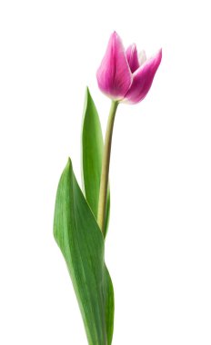 beyaz arkaplanda izole edilmiş mor laleler