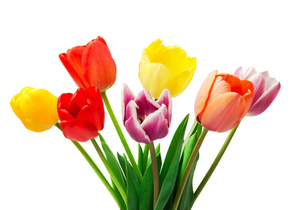 bouquet of tulips on a white background