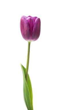 beyaz arkaplanda izole edilmiş mor laleler