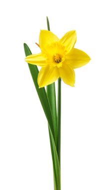 Sarı nergis beyaz arkaplanda izole edilmiş.