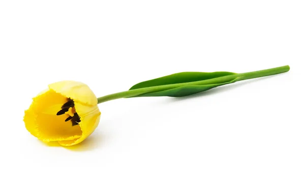 Yellow Tulips Isolated White Background — Stock Photo, Image