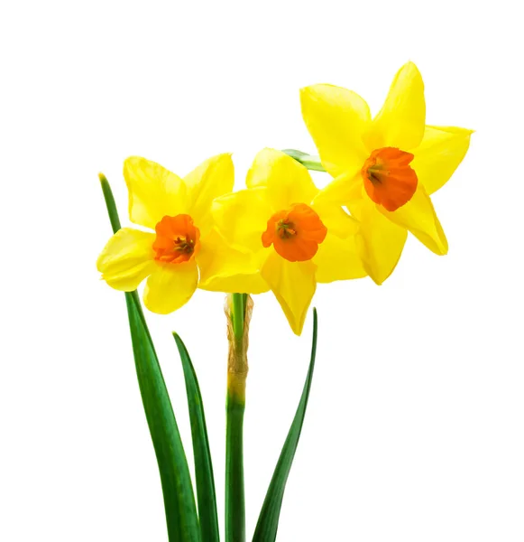 Spring Floral Border Beautiful Fresh Daffodils Flowers Isolated White Background — Stock Photo, Image