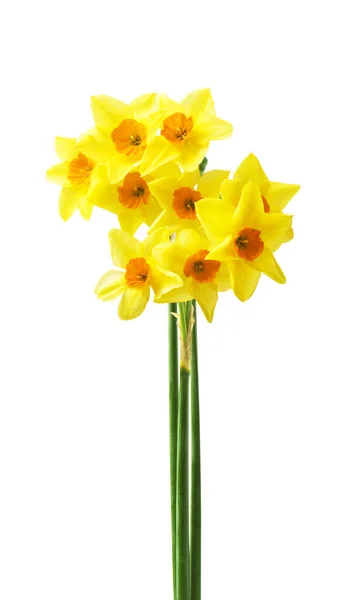 Vår Blommig Bård Vackra Färska Påskliljor Blommor Isolerade Vit Bakgrund — Stockfoto