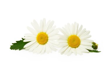 Beyaz arkaplanda izole edilmiş güzel papatya