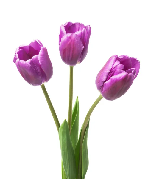 Fialové Tulipány Izolované Bílém Pozadí — Stock fotografie