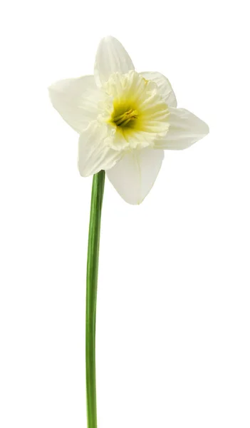 Borda Floral Primavera Belas Flores Frescas Narcisos Isolado Fundo Branco — Fotografia de Stock
