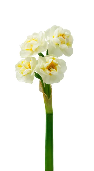 Lente Bloemenborder Mooie Verse Narcissen Bloemen Geïsoleerd Witte Achtergrond Selectieve — Stockfoto