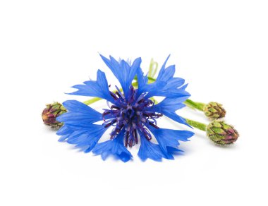 Beyaz arka planda izole edilmiş güzel mavi çiçek. Seçici odak