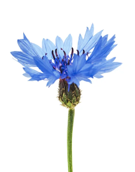 Beautiful Blue Cornflower Isolated White Background Selective Focus — Stock Photo, Image