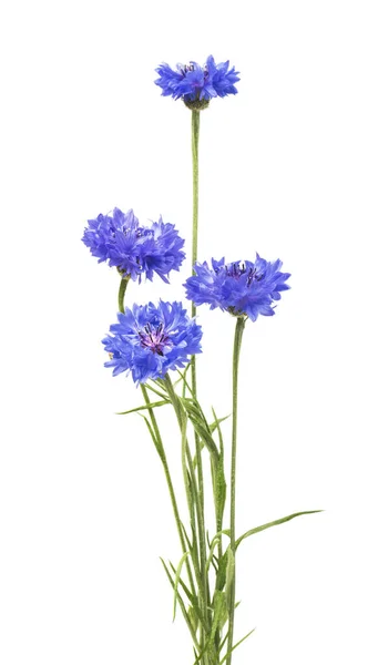 Fleurs Bleues Bleuet Isolées Sur Fond Blanc Concentration Sélective — Photo