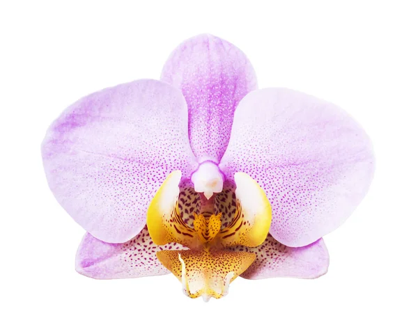 Orquídea Isolada Sobre Fundo Branco — Fotografia de Stock