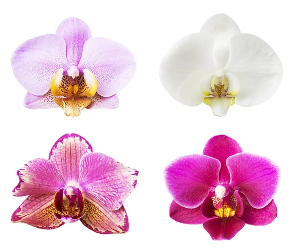 Collection Fleur Orchidée Isolée Sur Blanc — Photo