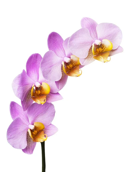 Orchidée Isolée Sur Fond Blanc — Photo