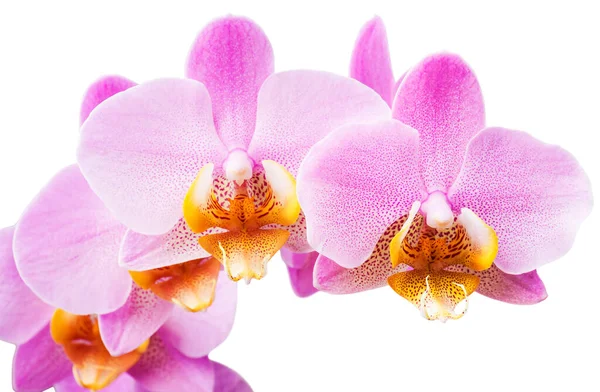 Rosa Gestreifte Orchideenblume Isoliert Selektiver Fokus — Stockfoto