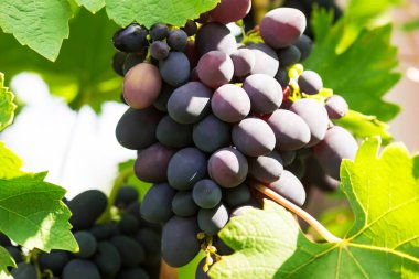 birkaç demet olgun üzüm asma (seçici odak üstünde)